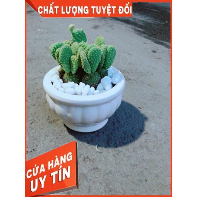 Chậu Xương Rồng Tai Thỏ