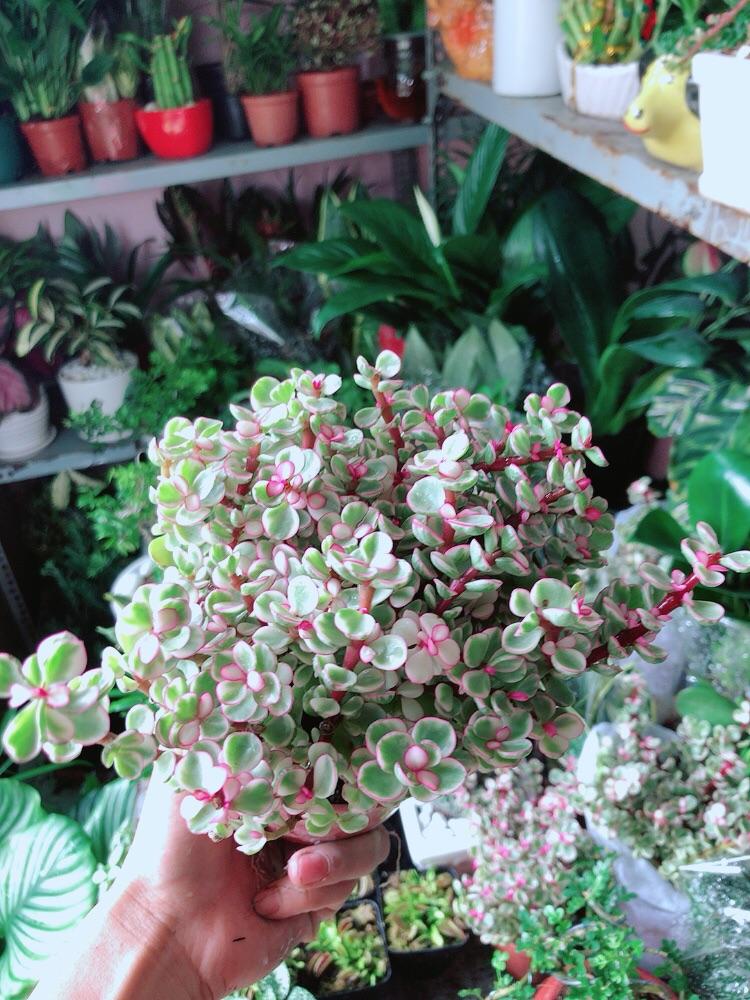 Cây Cành Vàng Lá Ngọc