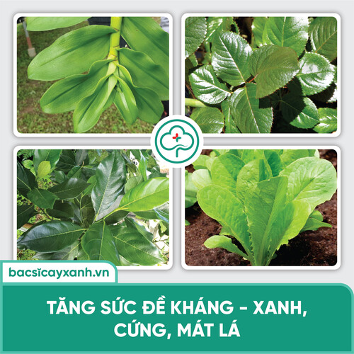 Phân bón vi lượng BS06 Nano Đồng Rửa vườn, tẩy rong rêu, nấm móc, phòng ngừa bệnh cây trồng 250/500ml NSX Bacsicayxanh