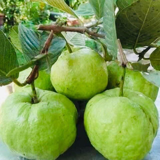 Cây giống ỔI NỮ HOÀNG thơm ngon ít hạt