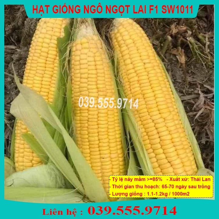 Hạt Giống Ngô Ngọt Việt Thái F1 Gói 200gram - Hạt Bắp to đều, hạt chắc, ăn ngọt, tỷ lệ nảy mầm cao