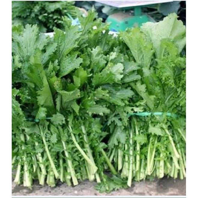 Hạt giống rau cải mèo cao sản KNS3383 - 1 gói 10gram