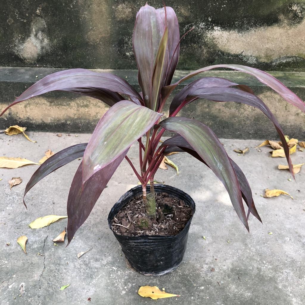 Cây huyết dụ thái lá to, chiều cao 25cm mang sắc đỏ thẫm của lá sức sống mãnh liệt thích hợp trang trí cảnh quan