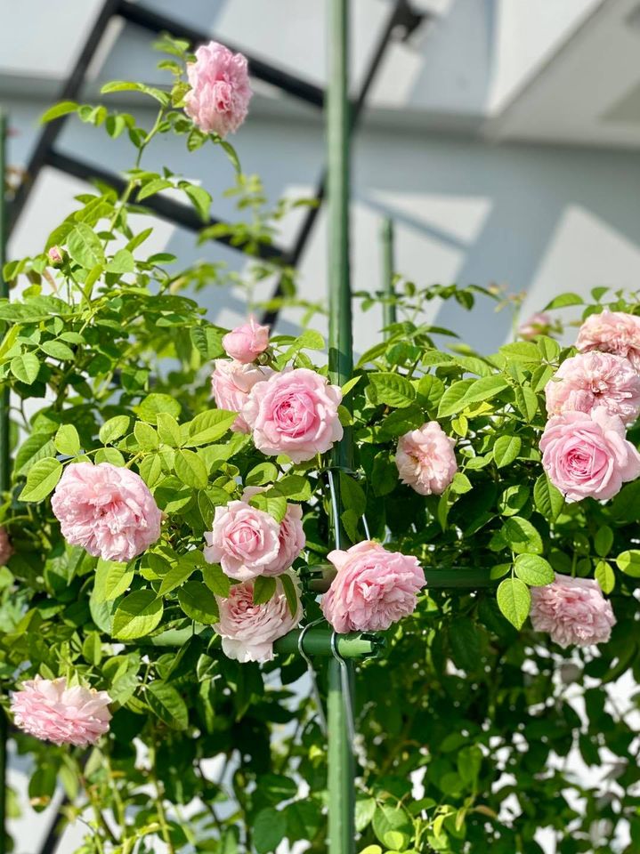 Phân bón hữu cơ khoáng Minro 5-5-5+TE dinh dưỡng cho phong lan, bonsai gói 36 túi lọc