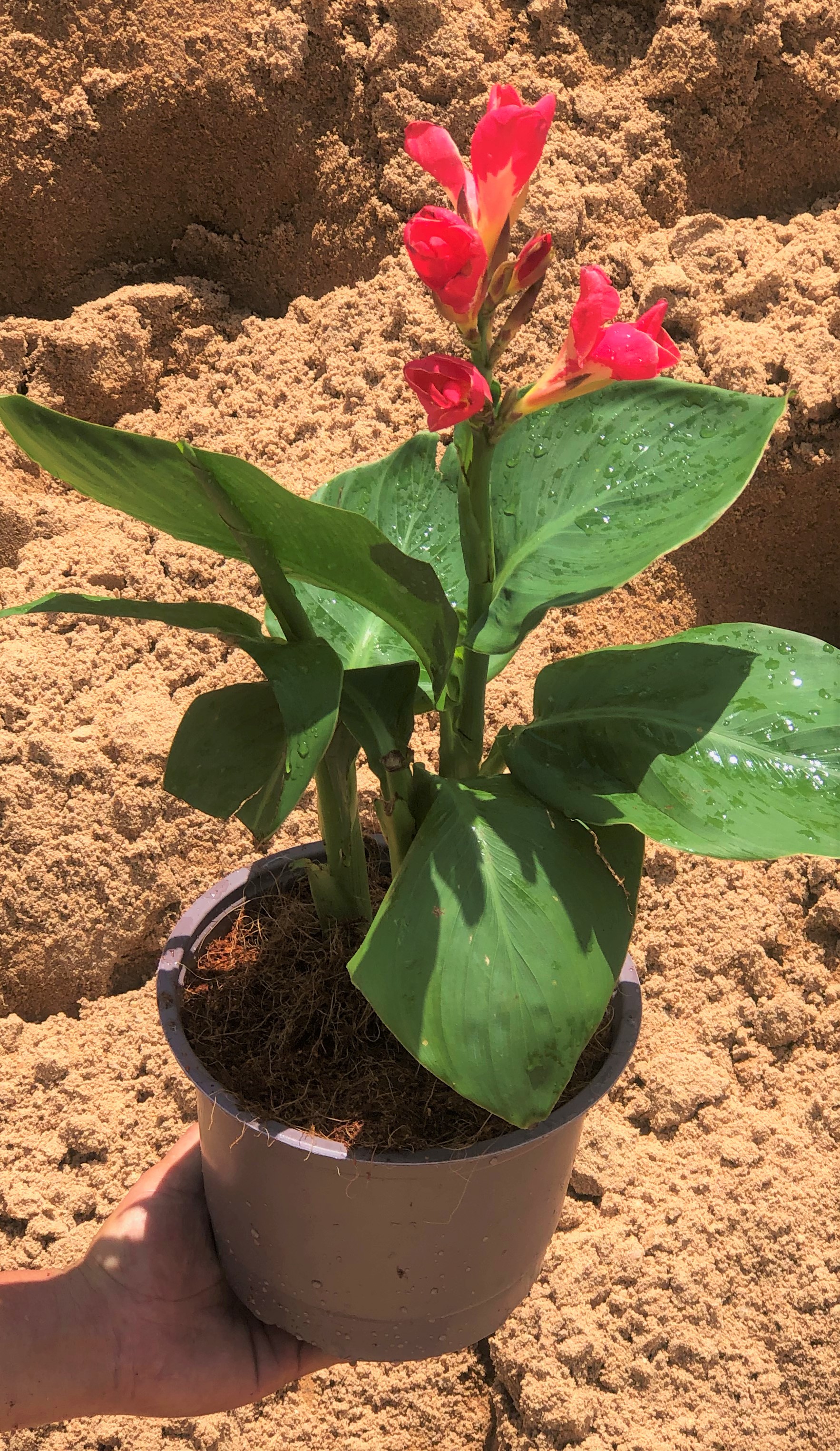 Chuối Phượng Hoàng hoa đỏ trồng nơi có nhiều nắng