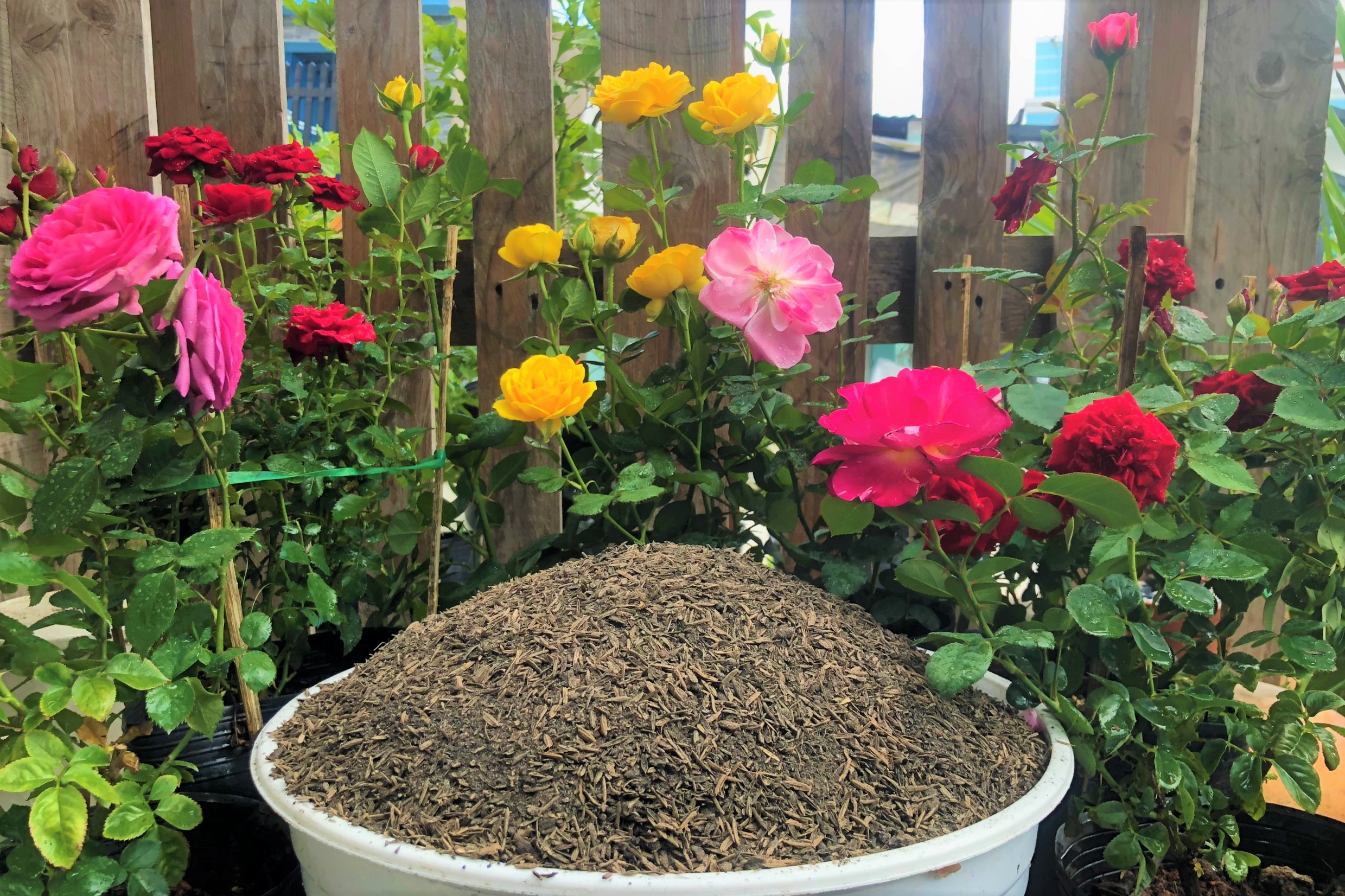 2 kilogam đất trồng hoa hồng giàu dinh dưỡng có vỏ trấu mục tơi xốp thoát nước tốt