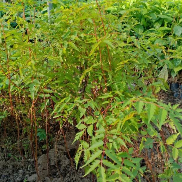 CÂY GIỐNG XOAN ĐÀO