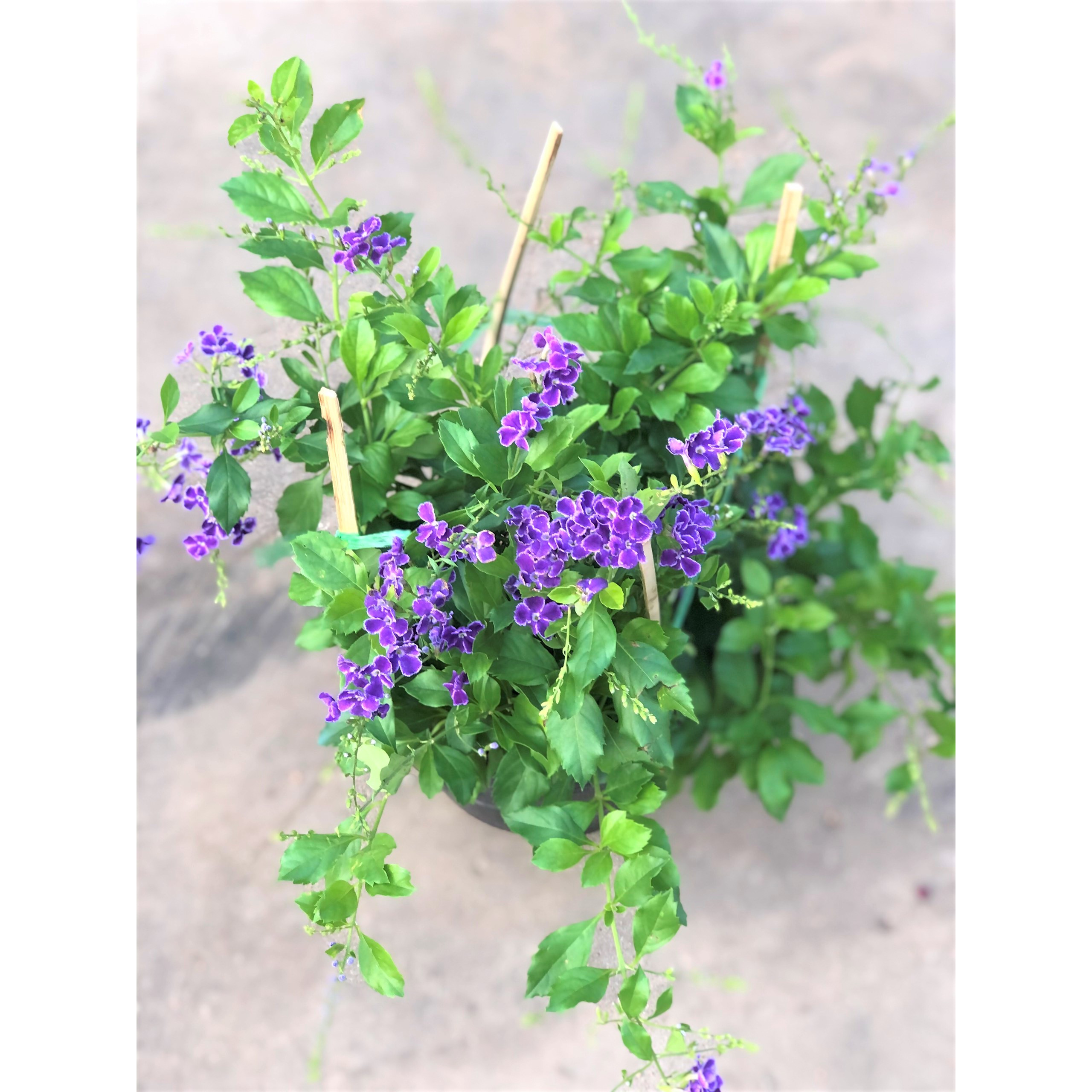 Cây chuỗi Ngọc Thái hoa màu trím