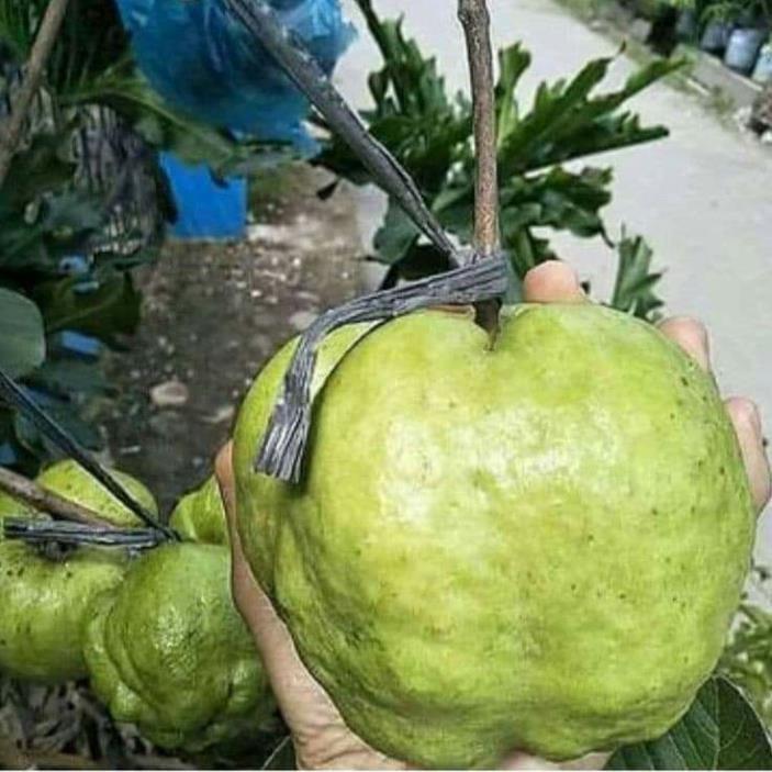 Cây giống ổi