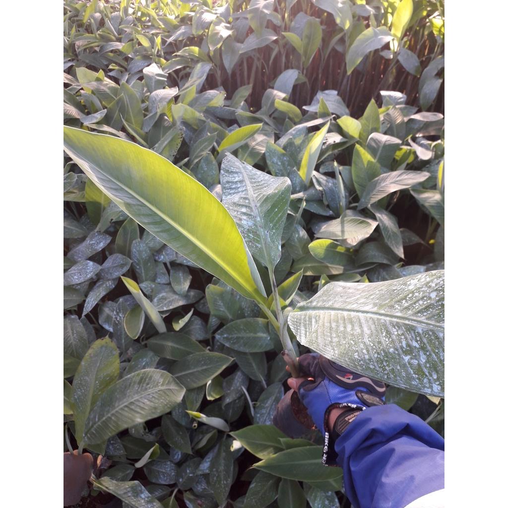 CÂY GIỐNG CHUỐI SÁP cấy mô  giao hàng nhanh