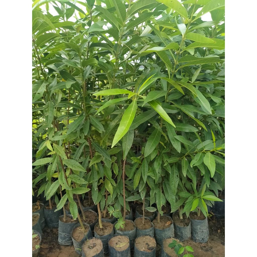 Combo 2 Cây vối nếp khỏe, đẹp