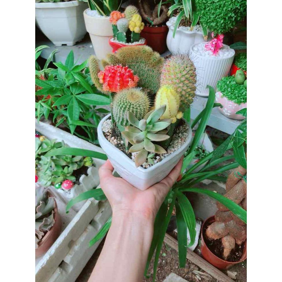 Chậu xương rồng tiểu cảnh Bán Chạy