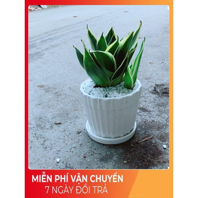 Chậu Lưỡi Hổ Thái
