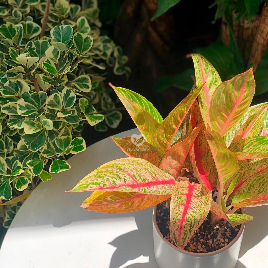 Cây Cung Điện Vàng để bàn kèm chậu