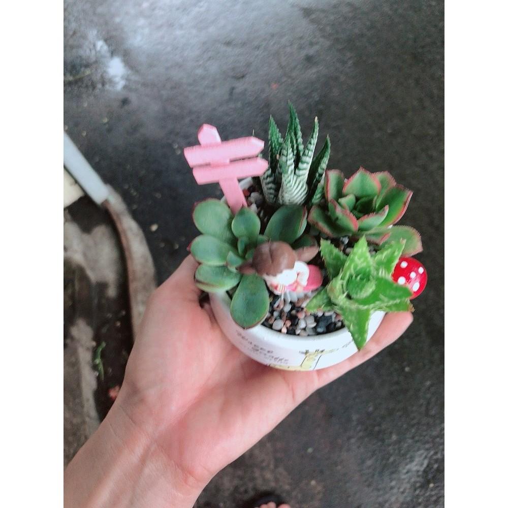 Chậu sen đá tiểu cảnh 13