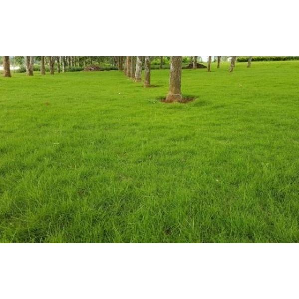 Gói 50g Hạt giống cỏ thảm Nhung nhật - cỏ sân vườn, công trình - Anh nông dân chính hiệu