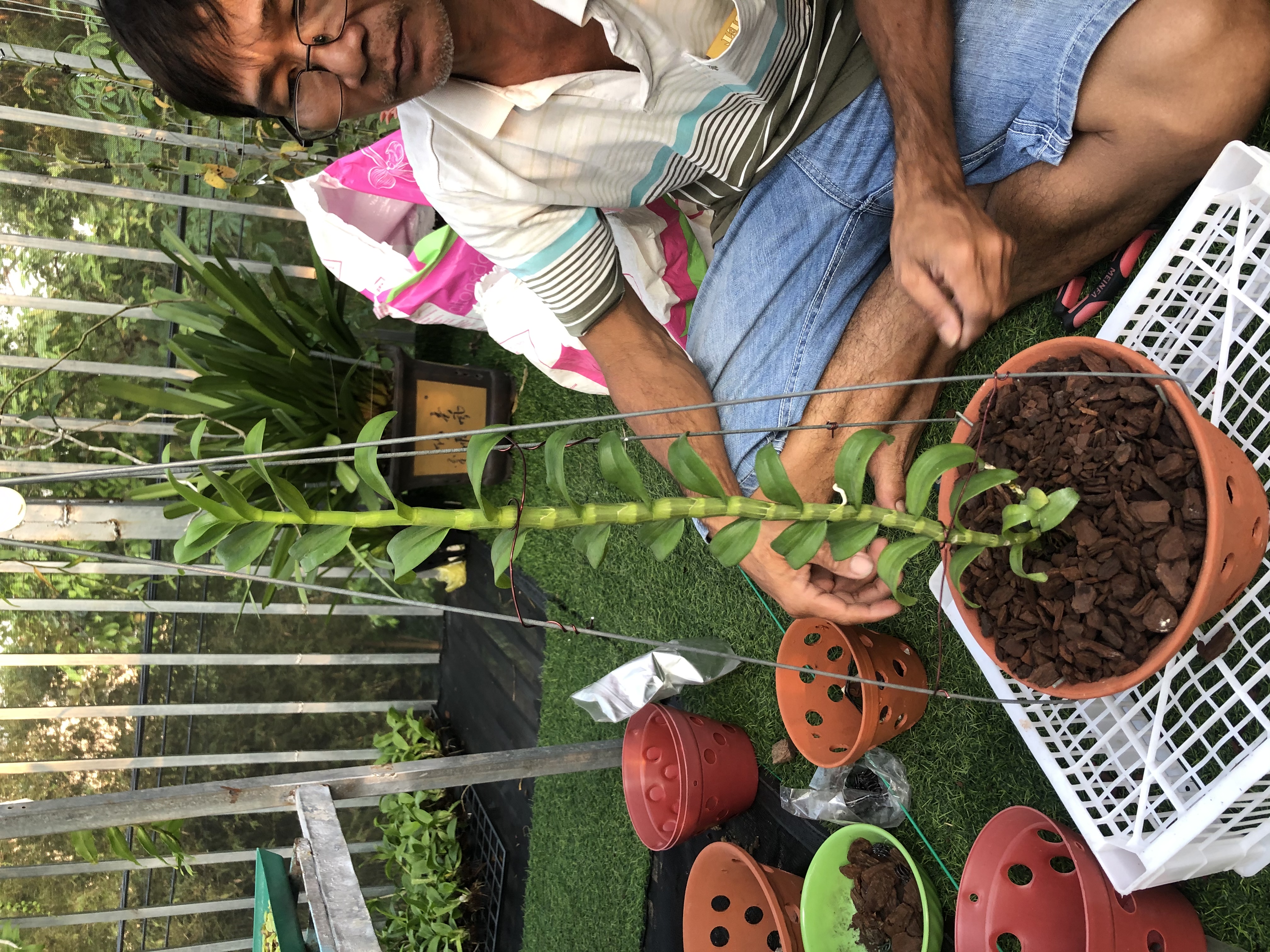 5kg Vỏ thông trồng lan