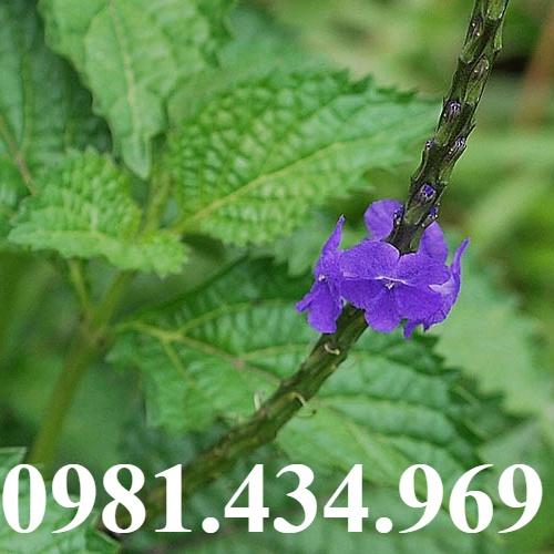 Cây Đuôi Chuột Loại 1 -sp9