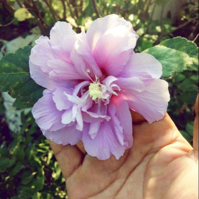 Hoa dâm bụt tím kép siêu đẹp siêu hiếm- cây to size mẹ, chờ hoa-bảo hành mặt hoa theo yêu cầu