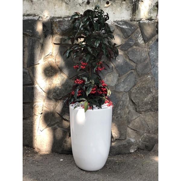 Chậu Cây Kim Ngân Lượng