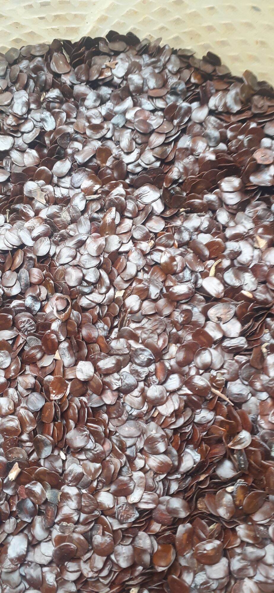 500 gram hạt muồng đen giống