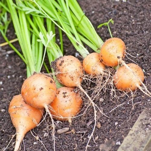 Hạt giống Cà rốt củ tròn Rado, đóng gói 2gr