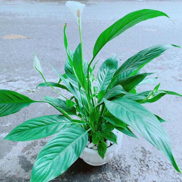 Chậu Cây Lan Ý