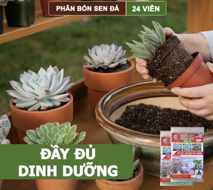 Phân Bón Sen Đá, Xương Rồng , Dạng Viên, Cho Cây Mọng Nước, Kích Rễ, Lên Màu Chuẩn Đẹp - Gói 24 Viên