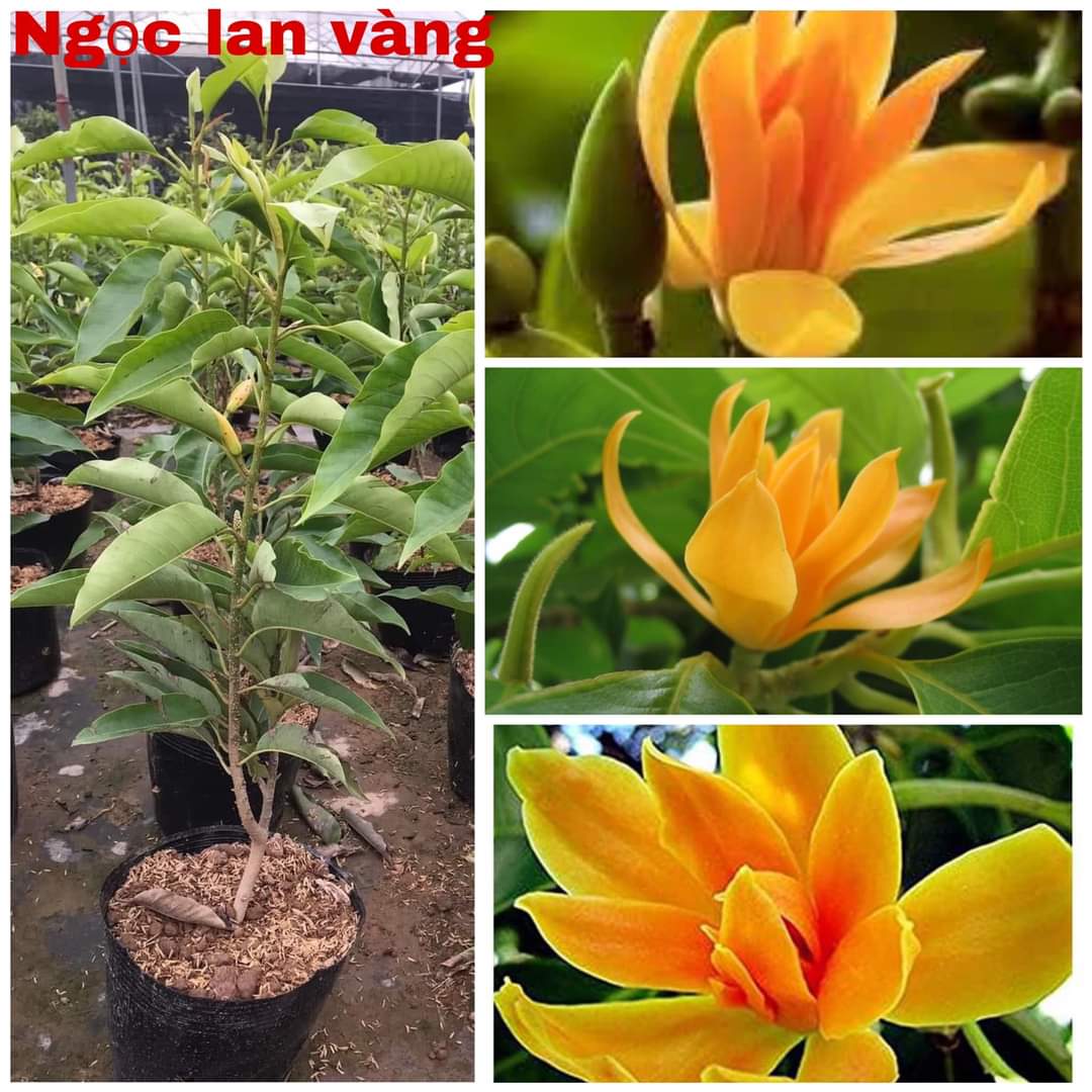 Cây hoa ngọc lan vàng đang hoa