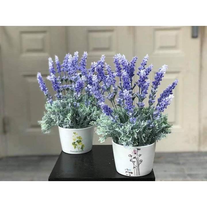 Cành hoa lavender tím phủ phấn