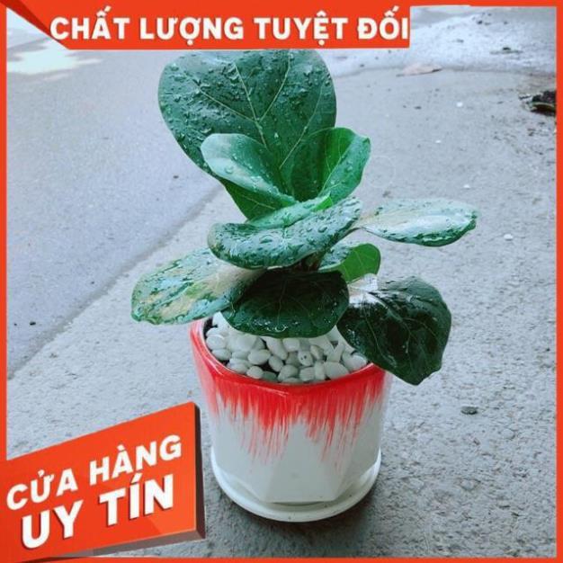 Chậu Bàng Singapore