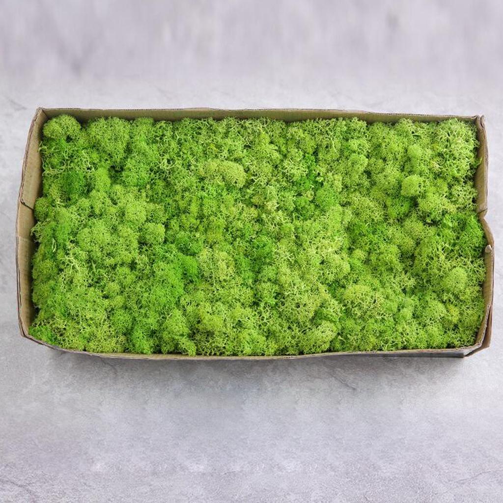 Natural Dried Reindeer Moss Treated Immortal moss Crafts DIY Floral Decor