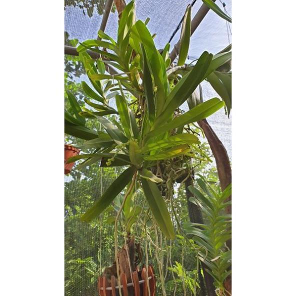 Hoa lan bạch nhạn + 700g phân thỏ hữu cơ