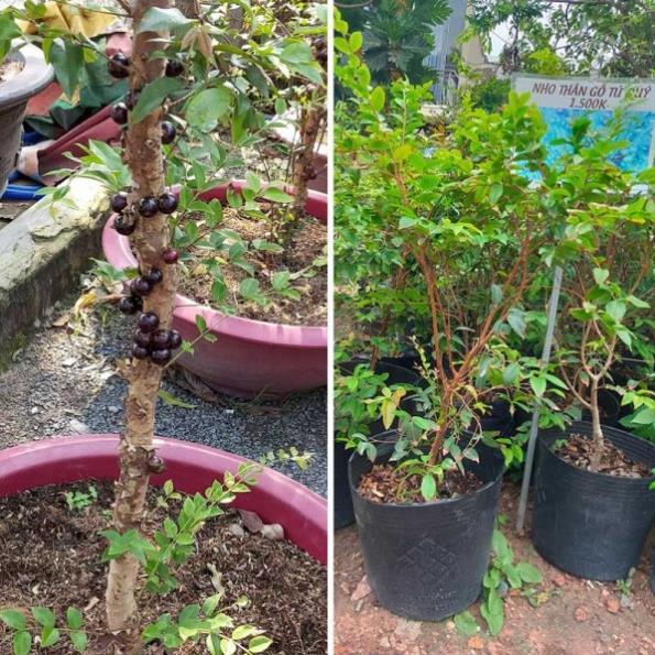 Cây giống NHO THÂY GỖ TỨ QUÝ - Cây giống F1