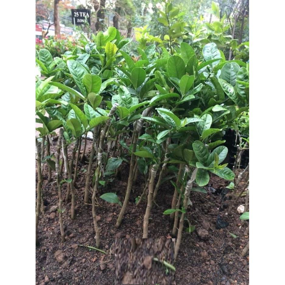 CÂY PHẬT THỦ - QỦA ĐẸP - Ý NGHĨA - CÂY GIỐNG GIÁ TRỊ KINH TẾ CAO