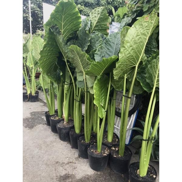 Cây Ráy Voi   Trang trí tiểu cảnh sân vườn, công trình