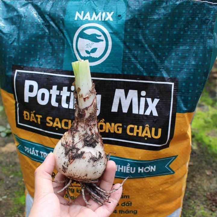 CỦ HOA HUỆ TÂY CÁNH KÉP-SIÊU TO