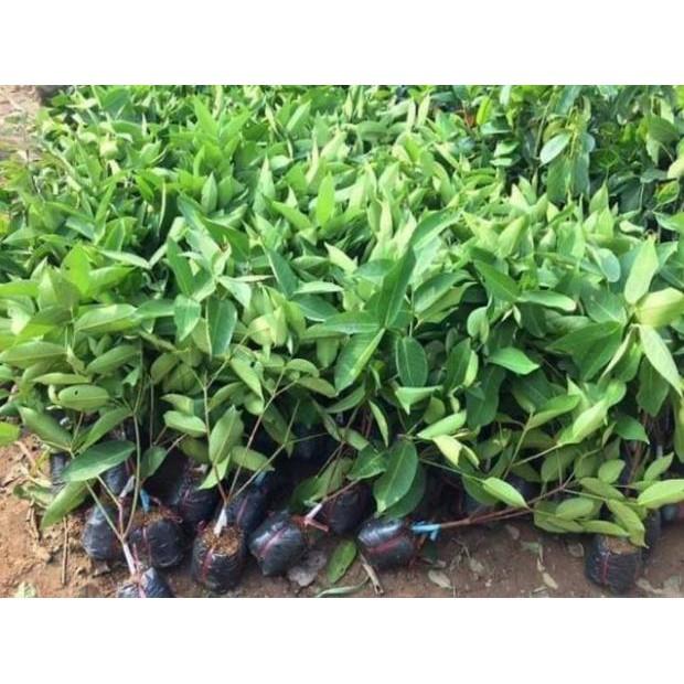 Sản phẩm CÂY GIỐNG ROI ĐỎ