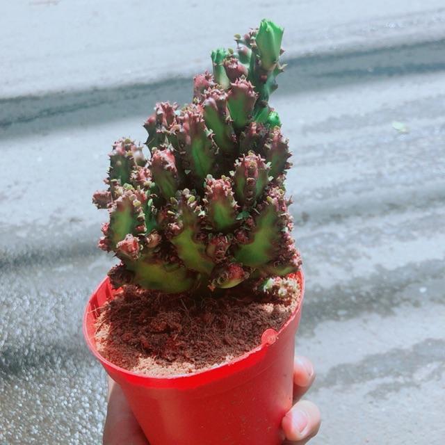 Xương Rồng Vạn Lý