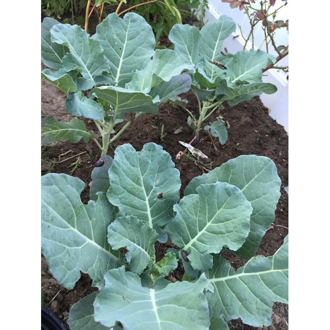 Hạt giống Cải rổ 305