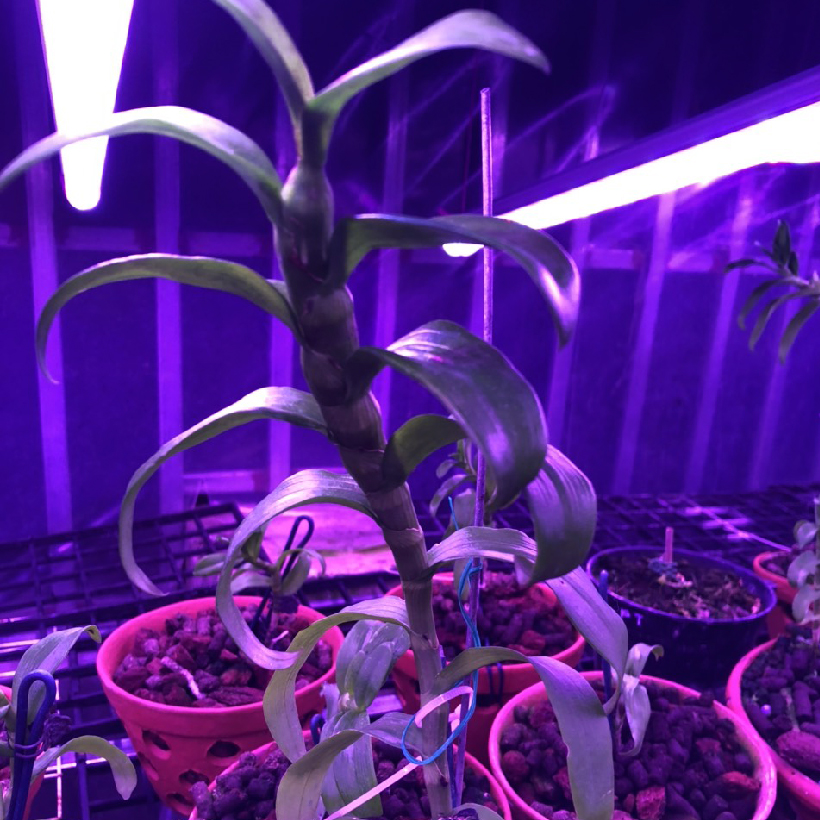 Đèn Trồng Cây Hoa Lan trong nhà LED Smart Light giúp bổ sung ánh sáng để cây hoa lan phát triển tốt và ra chồi nhanh (Dài 1.2m/Bộ)