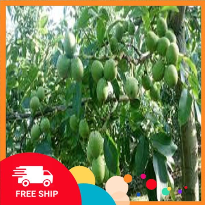 CÂY GIỐNG QUẢ ÓC CHÓ SIÊU QUẢ, SIÊU NĂNG SUẤT,SIÊU KINH TẾ- CAM KÊT GIỐNG CHUẨN F1