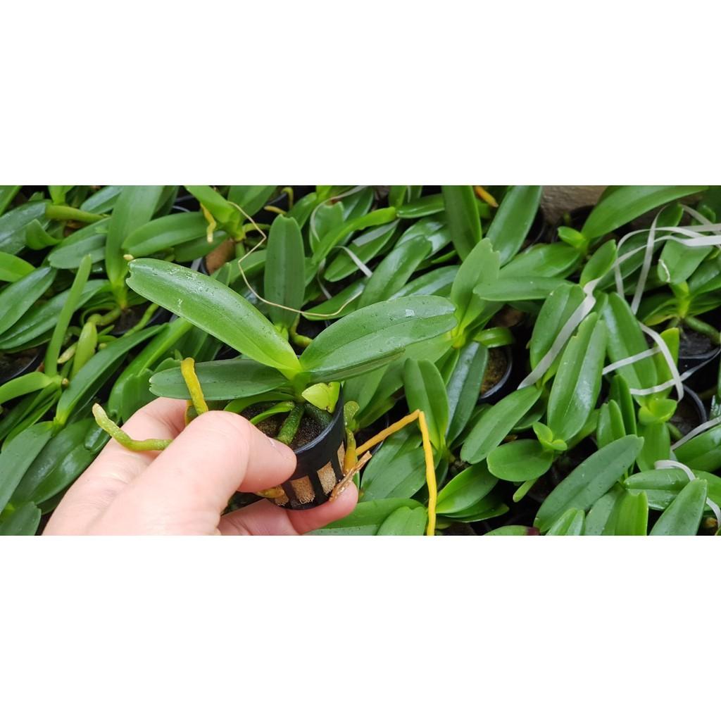 Ngọc điểm cây giống