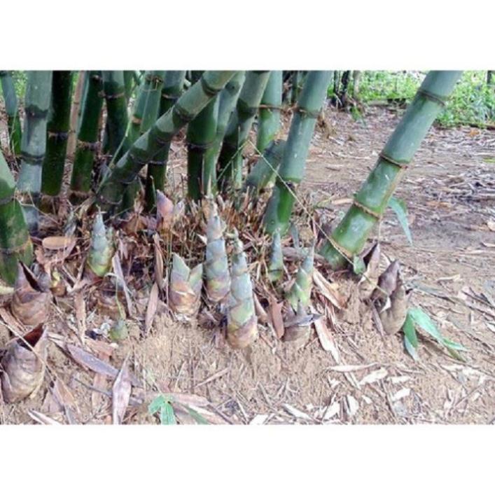 CÂY GIỐNG MĂNG TRE BÁT ĐỘ, CAM KẾT GIỐNG CHUẨN F1 - CGMTBĐF1