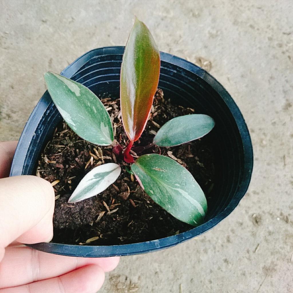 Cây Công Chúa Hồng - Philodendron pink princess - Cây nhỏ,thuần,khoẻ,var mạnh - cây cảnh để bàn + tặng phân bón cho cây