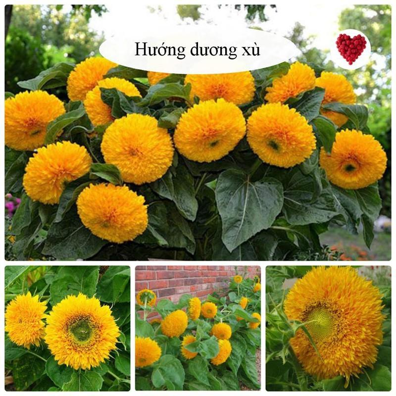 Combo hạt giống rau quả