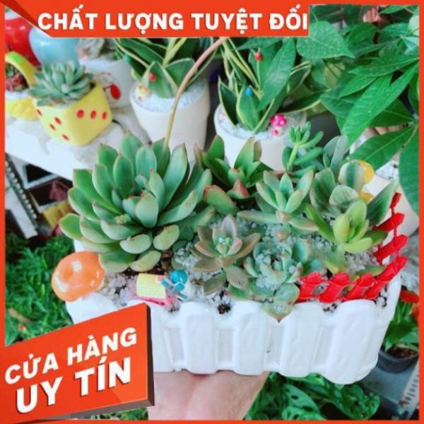 Chậu sen đá mix tiểu cảnh