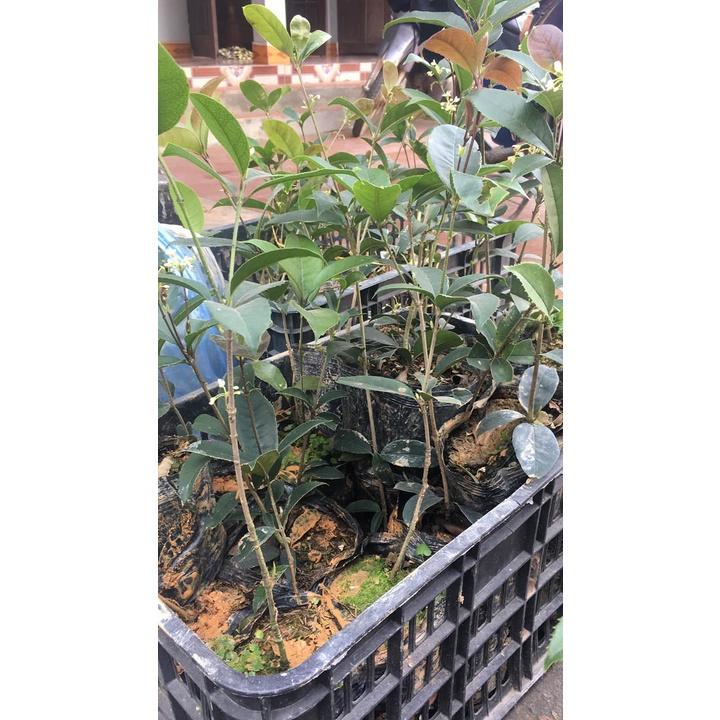 Cây giống hoa mộc hương ta hoa vàng- bầu ổn định 6 tháng tuổi trở lên