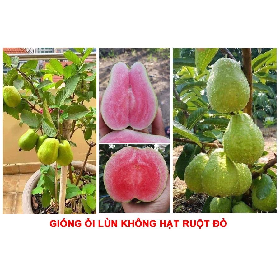 Cây giống Ổi lùn KHÔNG HẠT ruột đỏ.