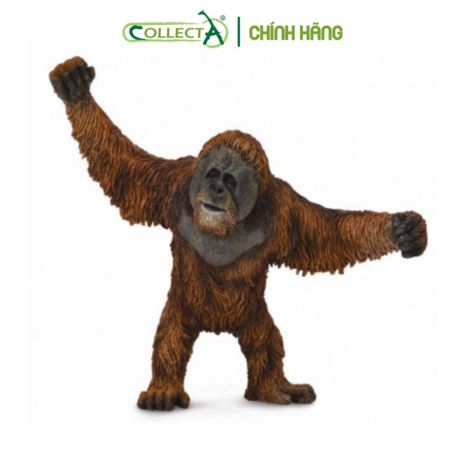 Đồ chơi mô hình động vật CollectA Đười Ươi - Orangutan